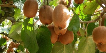 آخرین فرصت مبارزه با شپشک کیوی شهریورماه است