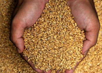 تولید بذر در استان کرمانشاه از مرز ۴۳ هزار تن گذشت