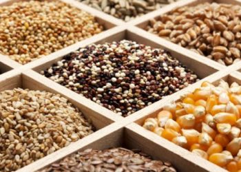 ضرورت کشت بذور بوجاری و ضدعفونی شده