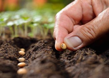 ۱۰۰ درصد بذرگواهی‌شده گندم و جو تولید داخل است