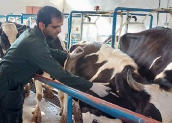 شاخه دانشجویی جهاد دامپزشکی تشکیل می‌شود