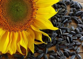 چرا شکستن تخمه لذت‌بخش است؟ نگاهی به مکانیزم اعتیاد به غذا