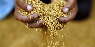 دومین صادرکننده غلات جهان در مسیر پیروزی/ پیش‌بینی افزایش تولید جهانی برنج