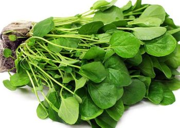 8 خاصیت بی نظیر شاهی