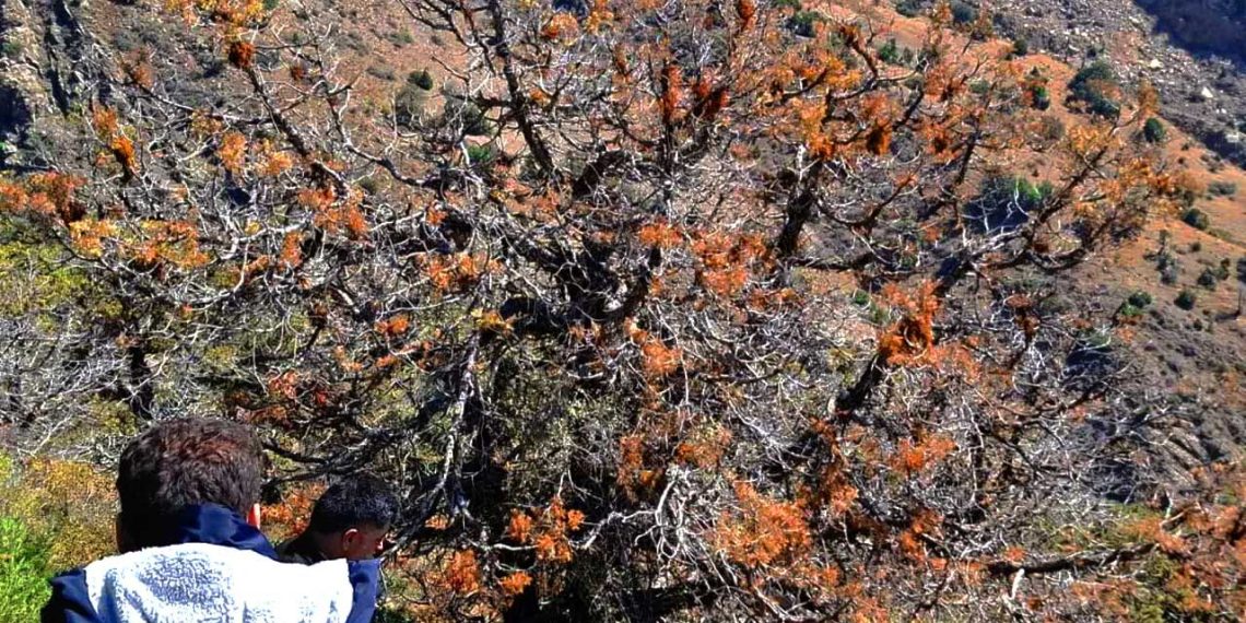 ۲۵۰ هکتار از جنگل طارم به انگل اُرس واش آلوده شد