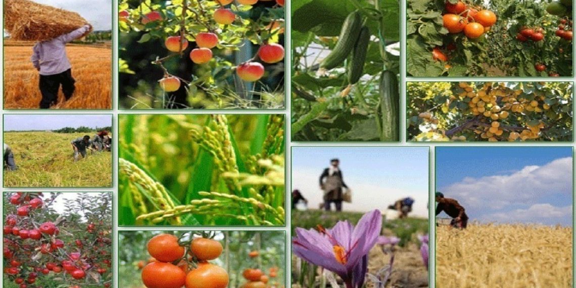 ایجاد رصدخانه کشاورزی راه‌حلی مناسب برای ارائه آمار دقیق