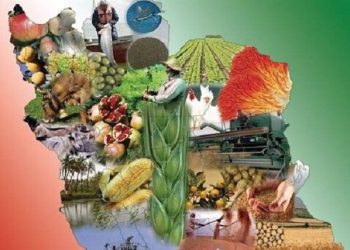 تمرکزمان کشت فراسرزمینی روی محصولات اساسی است