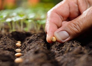 ۶۲ درصد برنامه تهیه بذر جو محقق شد