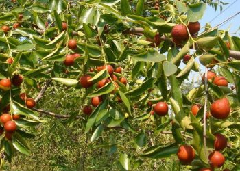 تولید سالانه ۱۸۰ تن عناب در لرستان