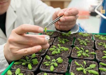 توسعه تولید بذور هیبریدی و شهرک‌های گلخانه‌ای در دستور کار معاونت علمی ریاست‌جمهوری