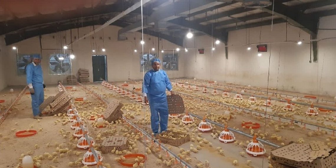 شکاف بین سیاستگذاری و اجرا در حمایت از مرغ لاین