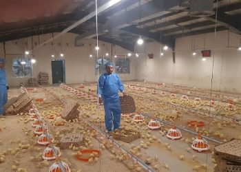 شکاف بین سیاستگذاری و اجرا در حمایت از مرغ لاین