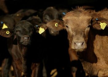 بازگشت گوشت گاو مکزیکی به سبد خرید آمریکا