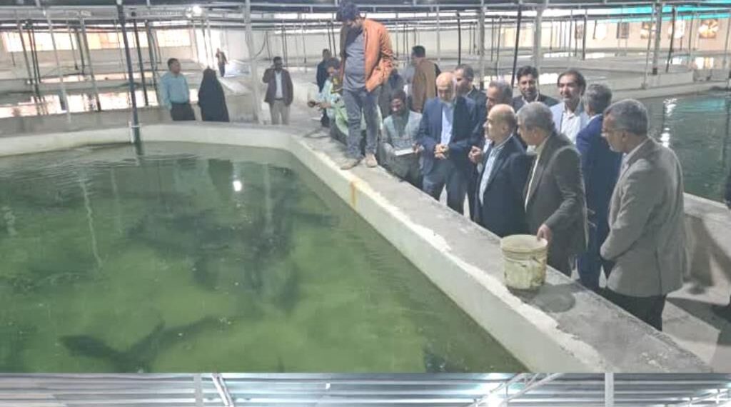 تولید ۲۰ هزار تن گوشت ماهیان خاویاری در برنامه هفتم توسعه هدف‌گذاری شد