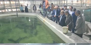 تولید ۲۰ هزار تن گوشت ماهیان خاویاری در برنامه هفتم توسعه هدف‌گذاری شد