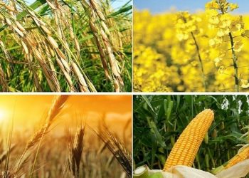 اثر ۳۰ درصدی قطعی برق بر عملکرد تولید