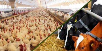 هیچ کانون آنفلوانزای فوق حاد پرندگانی در کشور نداریم/ روند کاهشی کانون بیماری‌های دام و طیور