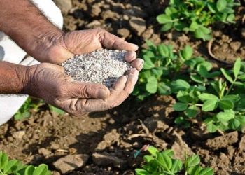 یزد پیشرو در تولید و توزیع کودهای کشاورزی