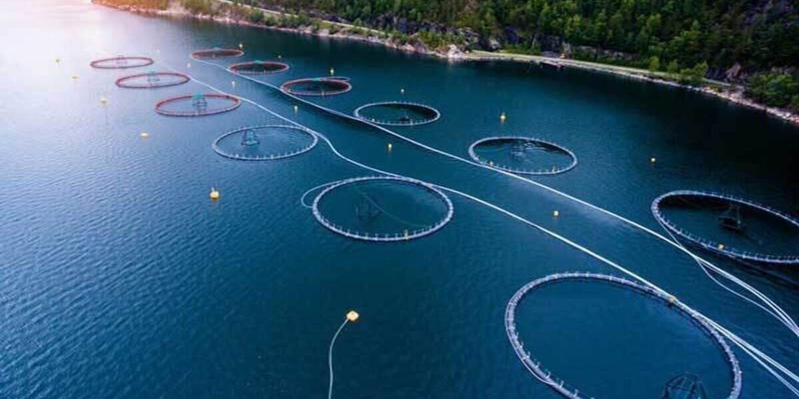 توسعه پایدار با تحول در زنجیره ارزش محصولات گلخانه‌ای و شیلاتی