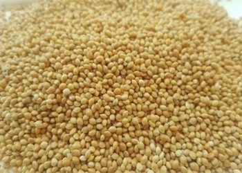 معرفی ۶ رقم هیبرید ارزن علوفه‌ای جدید در کشور