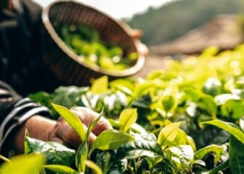 توزیع اندام تکثیری گیاهان دارویی در خوزستان