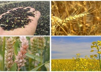 کشت کلزا و جو در کشور کاهشی شد