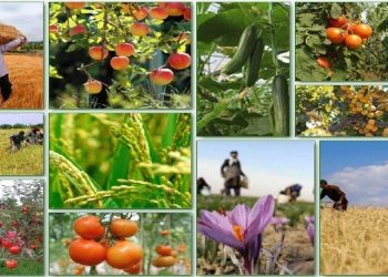 علت اصلی مشکلات تنظیم بازار محصولات کشاورزی چیست؟