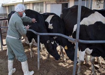 کاهش بیش از ۳۰ درصدی کانون‌های تب برفکی/ شرایط آرام در صنعت طیور با کنترل آنفلوآنزای پرندگان