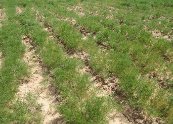 افزایش ۷ برابری کشت زیره سبز در زاوه