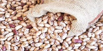 قیمت منطقی هرکیلو لوبیا چیتی ۳۷۰ هزارتومان