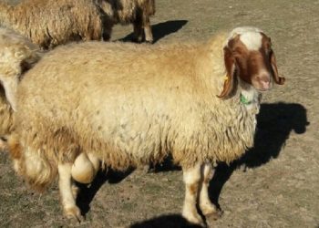 بهبود شاخص‌های تولید گوسفندان بومی با تلاش محققان
