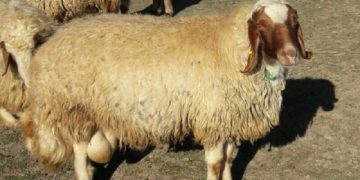 بهبود شاخص‌های تولید گوسفندان بومی با تلاش محققان