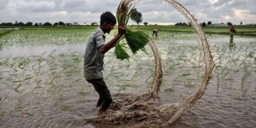 قیمت جهانی برنج به کف خود رسید