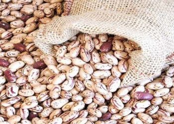 قیمت لوبیا چیتی به ۳۲۰ هزارتومان رسید