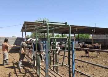 چالش‌های کنترل تب مالت در کرمان/ طرح ابتکاری که جواب داد