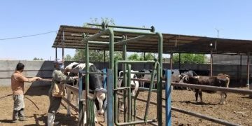 چالش‌های کنترل تب مالت در کرمان/ طرح ابتکاری که جواب داد