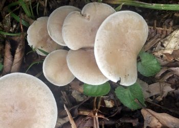 هموطنان از مصرف قارچ‌های وحشی خودداری کنند