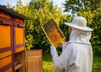 بالا بودن قیمت شکر و عدم زنجیره تولید، مشکل زنبورداران بروجرد