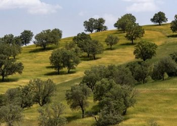 رشد بیش از ۷۰۰ درصدی آتش‌سوزی در جنگل‌های زاگرس