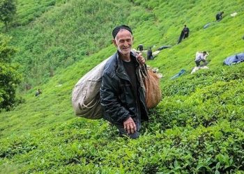 پایان چین بهاره/ خرید ۱۱۴۶ میلیاردی برگ سبز چای