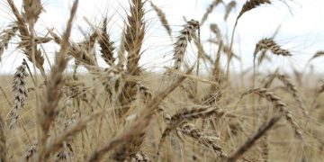 استرالیا گندم اضافی آورد!