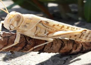 سطح مبارزه علیه ملخ‌های بومی به ۸۸ هزارهکتار رسید