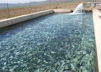 خراسانجنوبی پیشگام پرورش ماهی در منابع آبی محدود