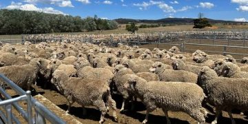 قیمت گوشت گوسفند در استرالیا رکورد زد