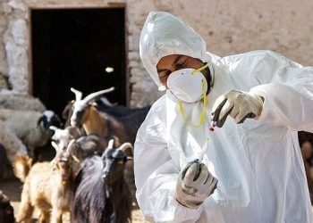 محدودیتی در واردات و صادرات نداشتیم/فعالیت های بهداشتی دامپزشکی بصورت مستمر ادامه دارد