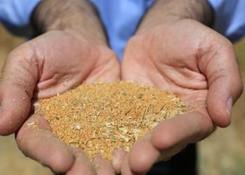 مطالبات تولیدکنندگان دانه‌های روغنی به فوریت پرداخت می‌شود