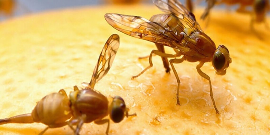 هشدار سازمان حفظ نباتات بر لزوم کنترل به‌موقع آفات کشاورزی