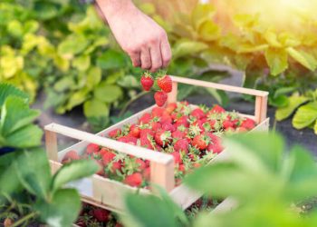 از مزرعه تا بازار/ روایت طلای سرخ کردستان