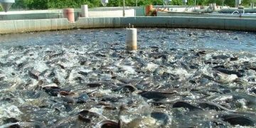 بیماری‌ها و ریسک‌های اقتصادی در صنعت پرورش ماهی؛ چالش‌های بزرگ آبزی‌پروری