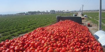 ضرورت سرمایه‌گذاری در بخش کشاورزی/ وضعیت نگران کننده فرسایش خاک در کشور
